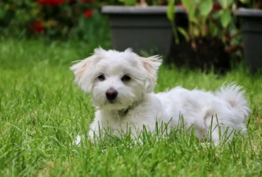 Dogs Maltese Sales In New Jersey Usa