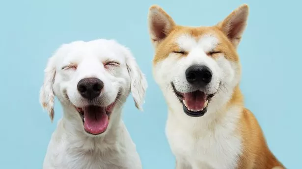 Dogs intentionally try to make humans laugh.